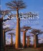 Le Tour Du Monde En 80 Arbres - Preview