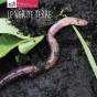 Le Ver De Terre - Preview