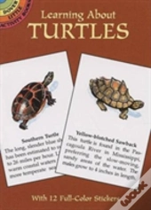 Learning About Turtles