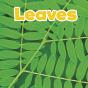 Leaves - Preview