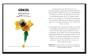 Lego Botanicals - Flores Silvestres - Preview
