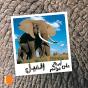 L'Elephant - Preview