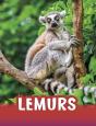 Lemurs - Preview