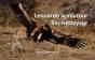 Leonardo, Le Vautour Bio-Nettoyeur - Preview