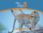 Leopard - Preview