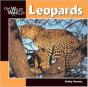 Leopards - Preview