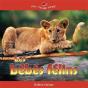 Les Bébés Félins - Preview