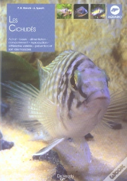 Capa do artigo Les Cichlides