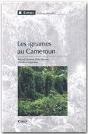Les Ignames Au Cameroun - Preview