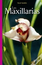 Les Maxillarias