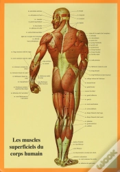 Capa do artigo Les Muscles Superficiels Du Corps Humain