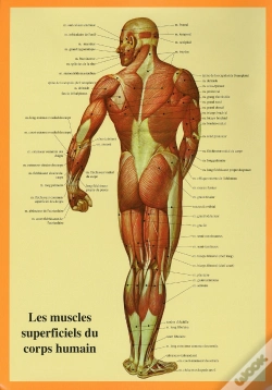 Capa do artigo Les Muscles Superficiels Du Corps Humain