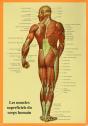 Les Muscles Superficiels Du Corps Humain - Preview