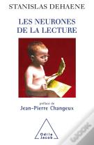Les Neurones De La Lecture