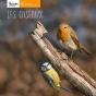 Les Oiseaux - Preview