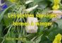 Les Plantes Sauvages Bonnes À Manger - Preview