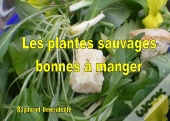 Les Plantes Sauvages Bonnes À Manger