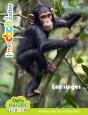 Les Singes - Preview