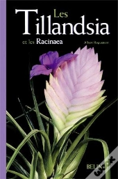 Les Tillandsia Et Les Racinaea