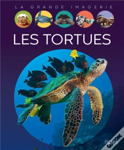 Capa do artigo Les Tortues