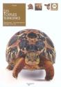 Les Tortues Terrestres - Preview