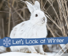 Let'S Look At Winter