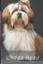 Lhasa Apso - Preview