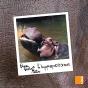 L'Hippopotame - Preview