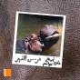 L'Hippopotame - Preview