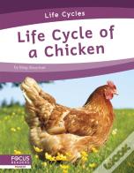 Life Cycle Of A Chicken