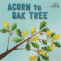 Life Cycles: Acorn To Oak Tree - Preview