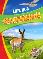 Life In A Grassland