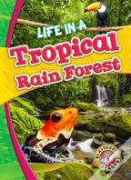 Life In A Tropical Rain Forest