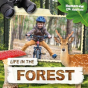 Life In The Forest - Preview