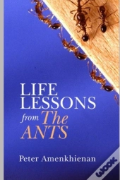 Life Lessons From The Ants