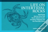 Life On Intertidal Rocks