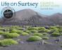Life On Surtsey - Preview