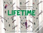 Capa do artigo Lifetime