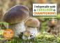 L'Indispensable Guide Du Cueilleur De Champignons (Édition 2018) - Preview