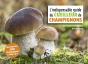 L'Indispensable Guide Du Cueilleur De Champignons - Preview