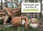 L'Indispensable Guide Du Cueilleur De Champignons - Preview
