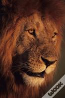 Lion Drawing Book Part 1