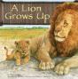 Lion Grows Up - Preview