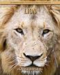 Lion - Preview