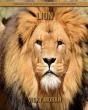 Lion - Preview