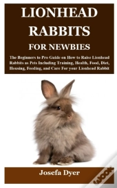 Lionhead Rabbits For Newbies