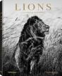 Lions - Preview