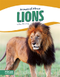 Lions - Preview