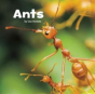 Little Creatures Pack A Of 4 - Preview
