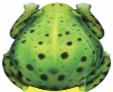 Little Frog
